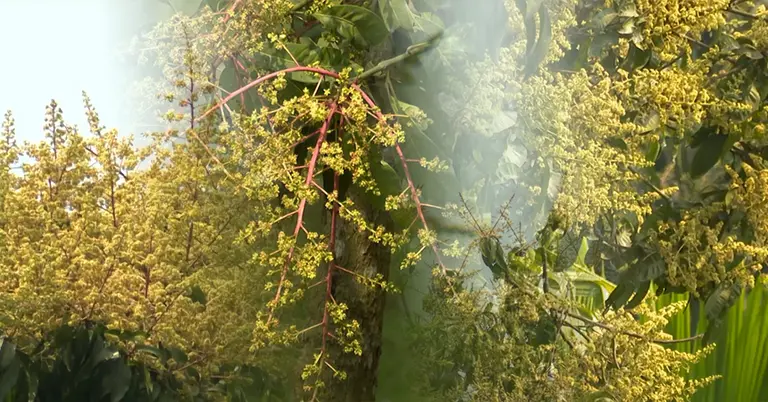 মুকুলে ছেয়ে গেছে নাটোরের আম বাগান